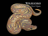 Orange Dream Blackhead Mojave Fire Yellow Belly Ball Python ♀ '26