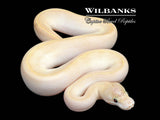 Ivory Pinstripe Ball Python ♂ '26