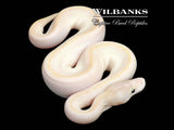 Ivory Ball Python ♀ '26