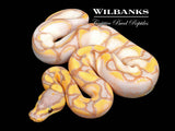 Banana Enchi Sugar Yellow Belly Ball Python ♂ '26