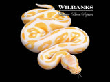 Albino Blackhead Ball Python ♂ '26