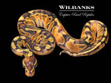 Paradox Eclipse Banana Baker Special Ball Python ♀ '26