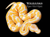 Lavender Albino 100% Het. Pied Ball Python ♂ '26