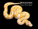 Lavender Albino 100% Het. Pied Ball Python ♂ '26