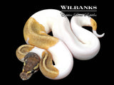 Mojave Pied Ball Python ♀ '26