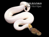 Mojave Pied Ball Python ♂ '26