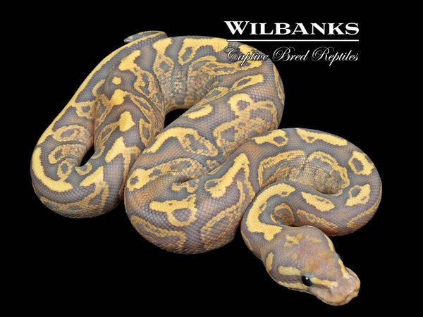 Sable GHI Fire Ghost Ball Python ♀ '26 – Wilbanks Captive Bred