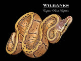Lemon Blast 100% Het. Pied Ball Python ♂ '26