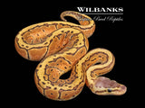 Lemon Blast 100% Het. Pied Ball Python ♂ '26
