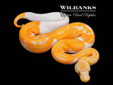 Dreamsicle Lavender Pied Ball Python ♀ '26