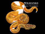 Pinstripe Pied Ball Python ♂ '26