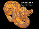 Banana Baker Special Blackhead Ball Python ♂ '26