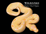 Albino Clown Ball Python ♂ '26