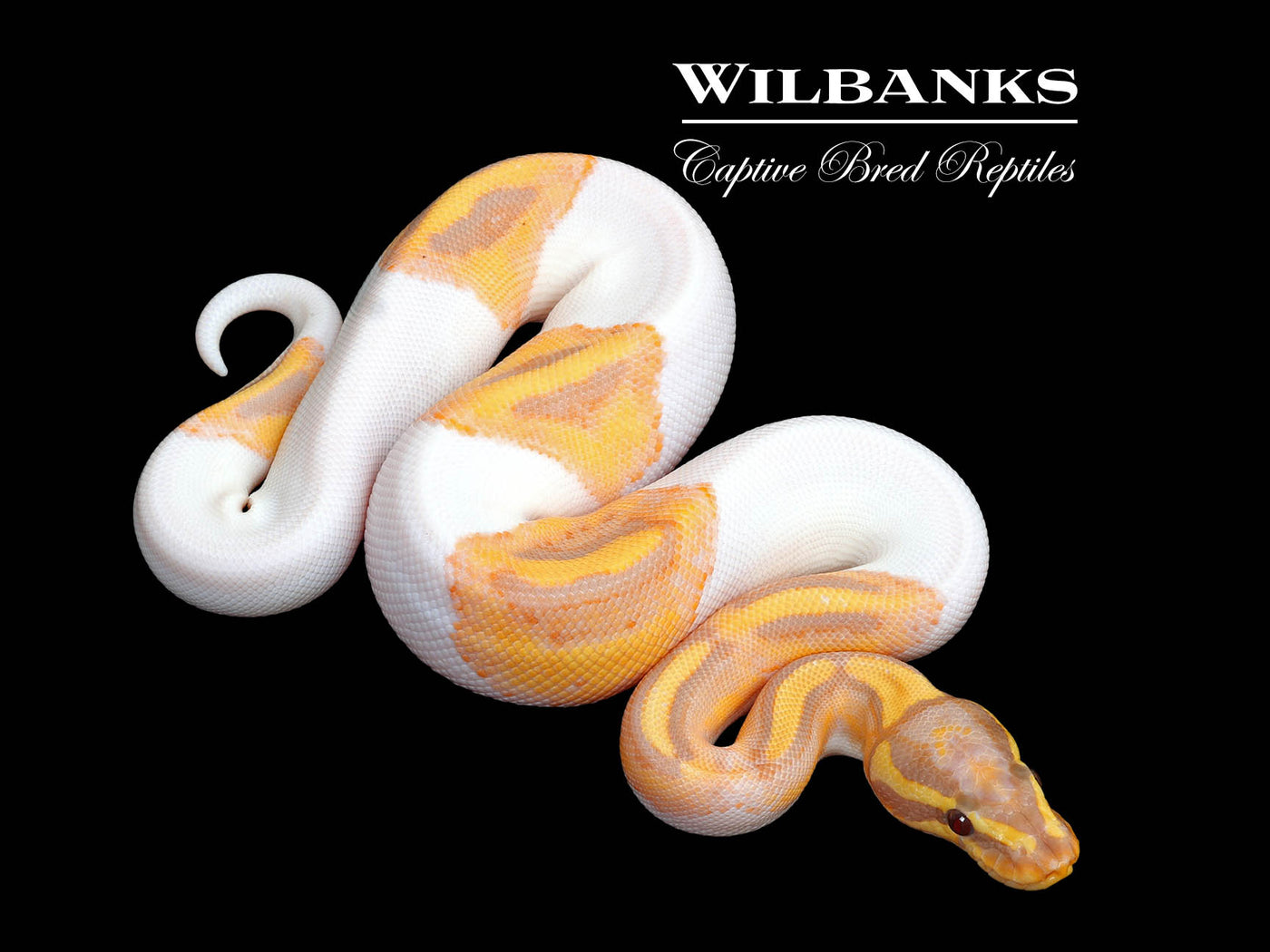Banana Pied Ball Python ♂ '25