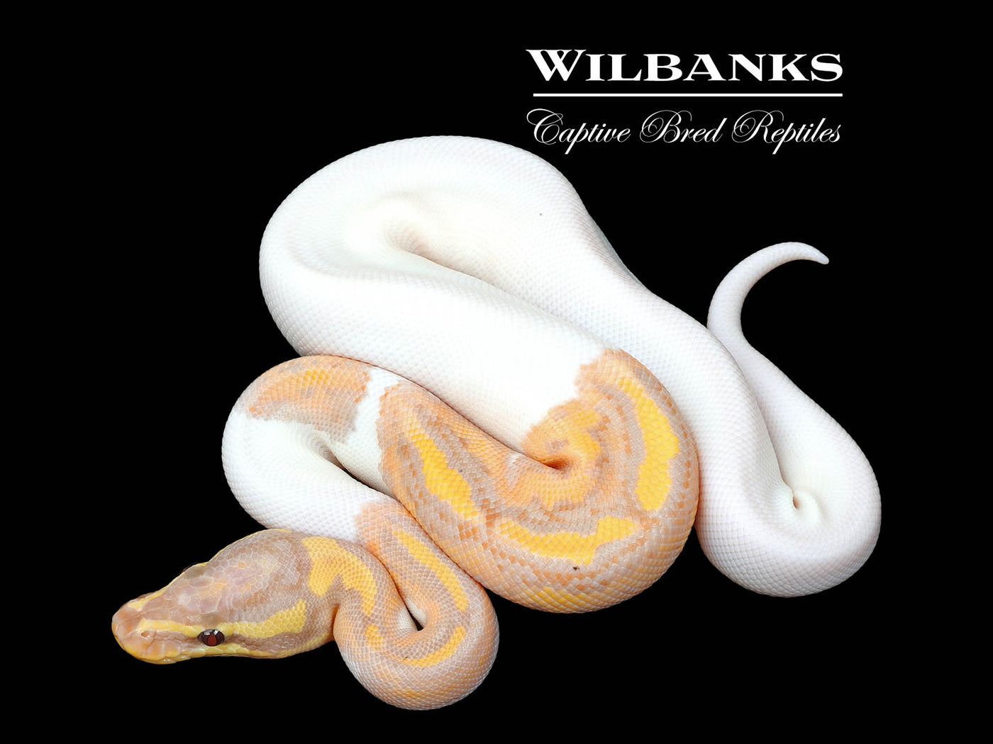 Banana Pied Yellow Belly Ball Python ♂ '25