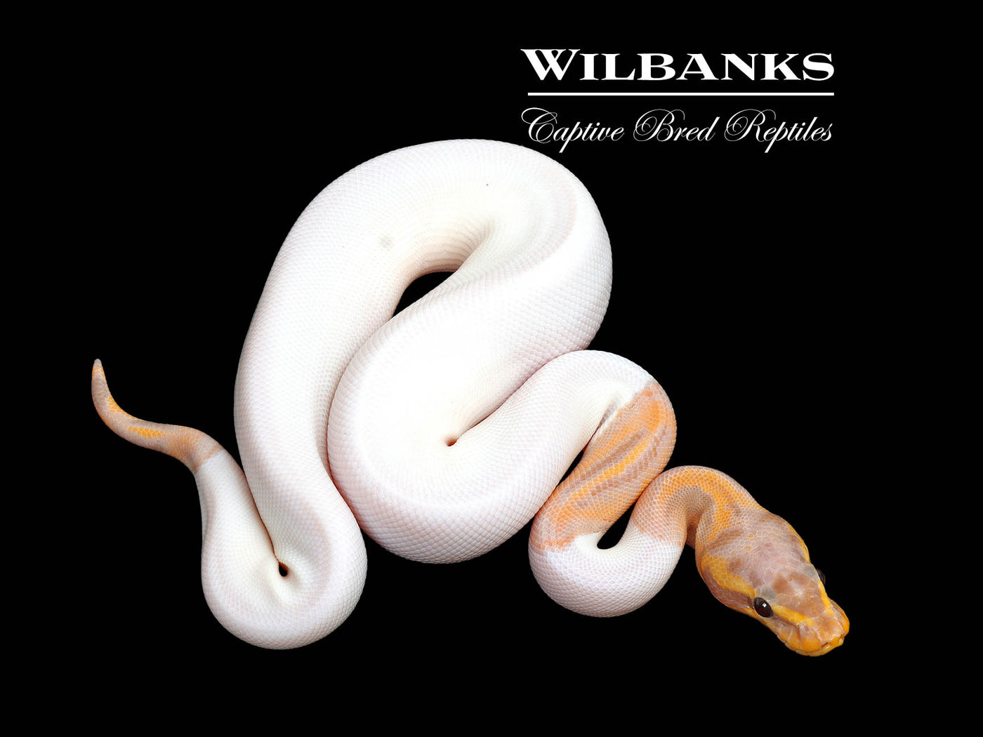 Banana Leopard Pied Ball Python ♂ '25