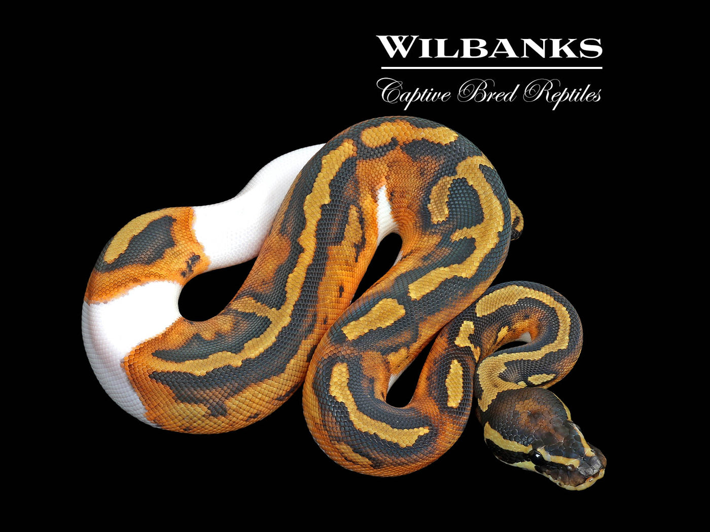 Pied Ball Python ♂ '25