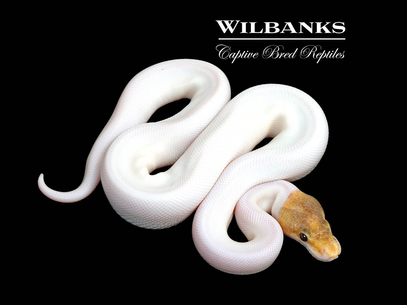 Fire Mojave Pied Ball Python ♂ '25