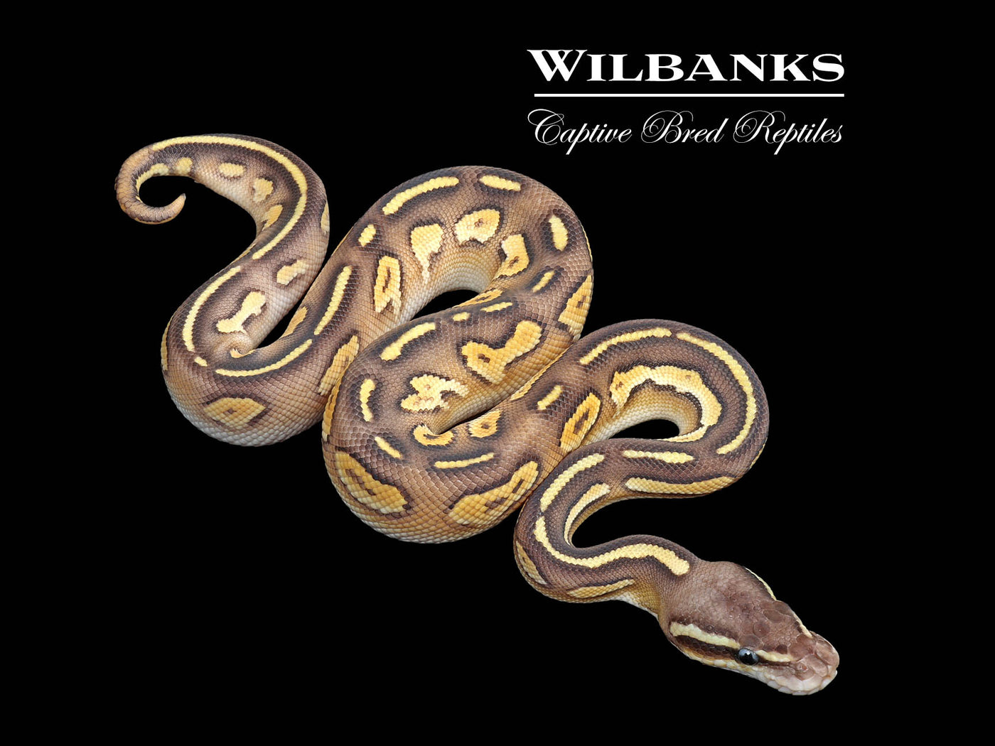 Blackhead Pastel Butter Ball Python ♂ '25