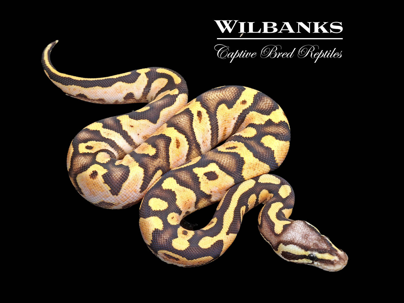 Pastel Sugar Yellow Belly Ball Python ♀ '25