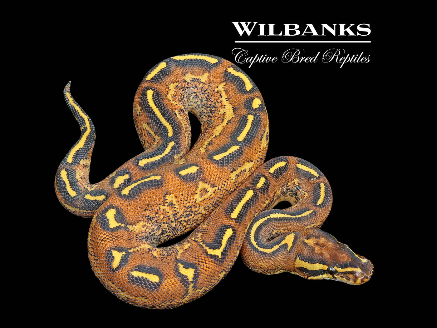 Freeway Ball Python ♂ '25