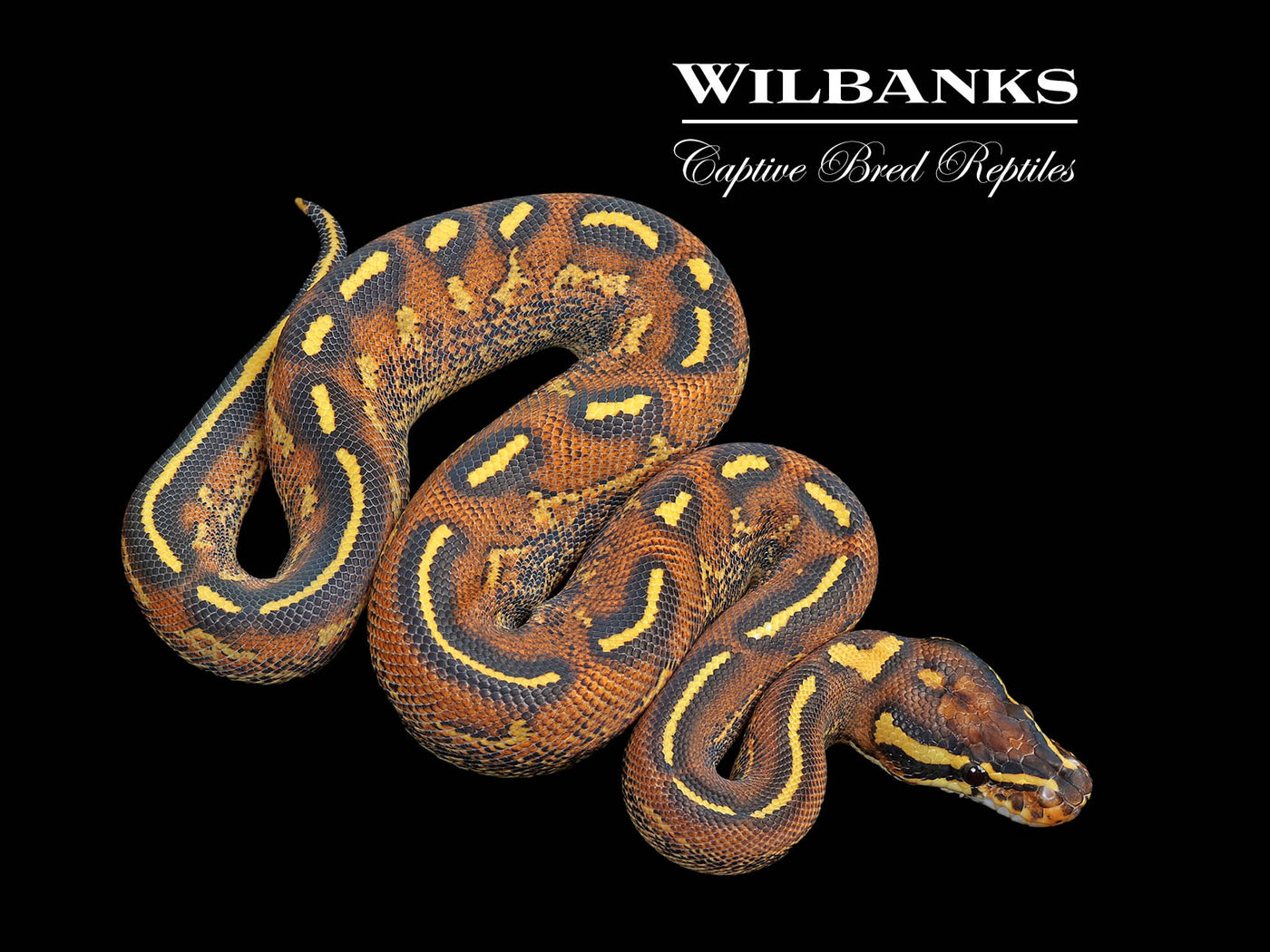 洋書 The Complete Ball Python Complete Ball Python, A Comprehensive Guide to Care
