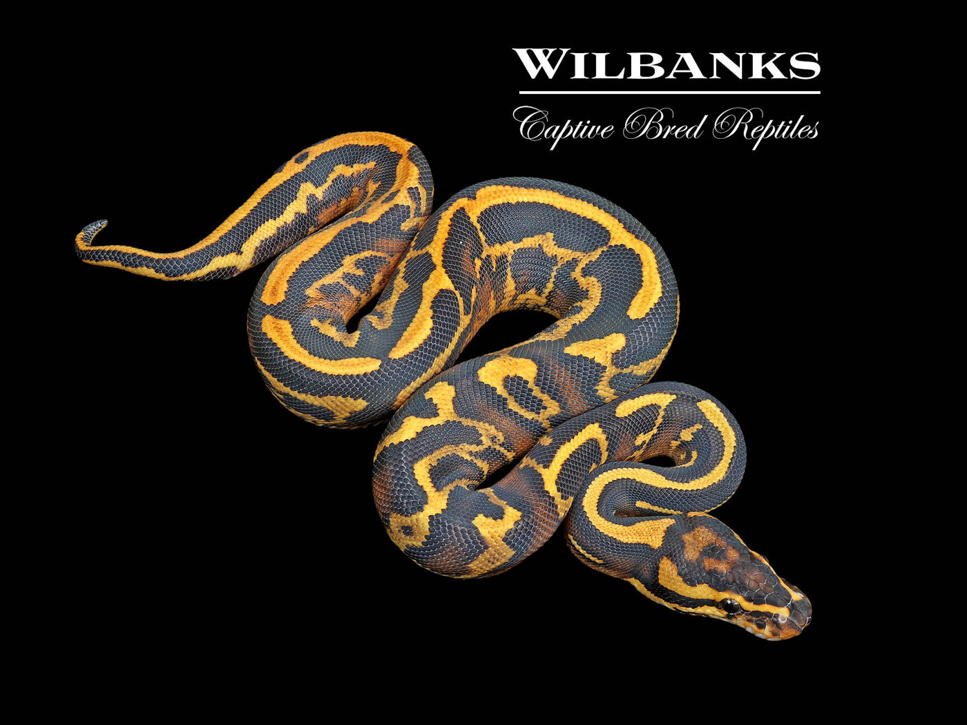 Super Gravel Leopard Ball Python ♂ '25
