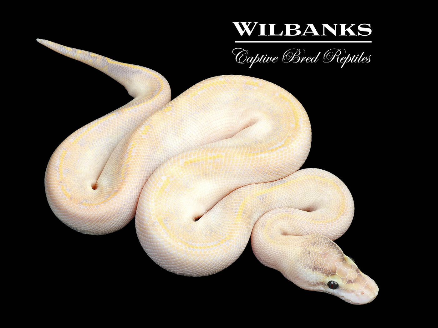 Ivory Ball Python ♂ '25