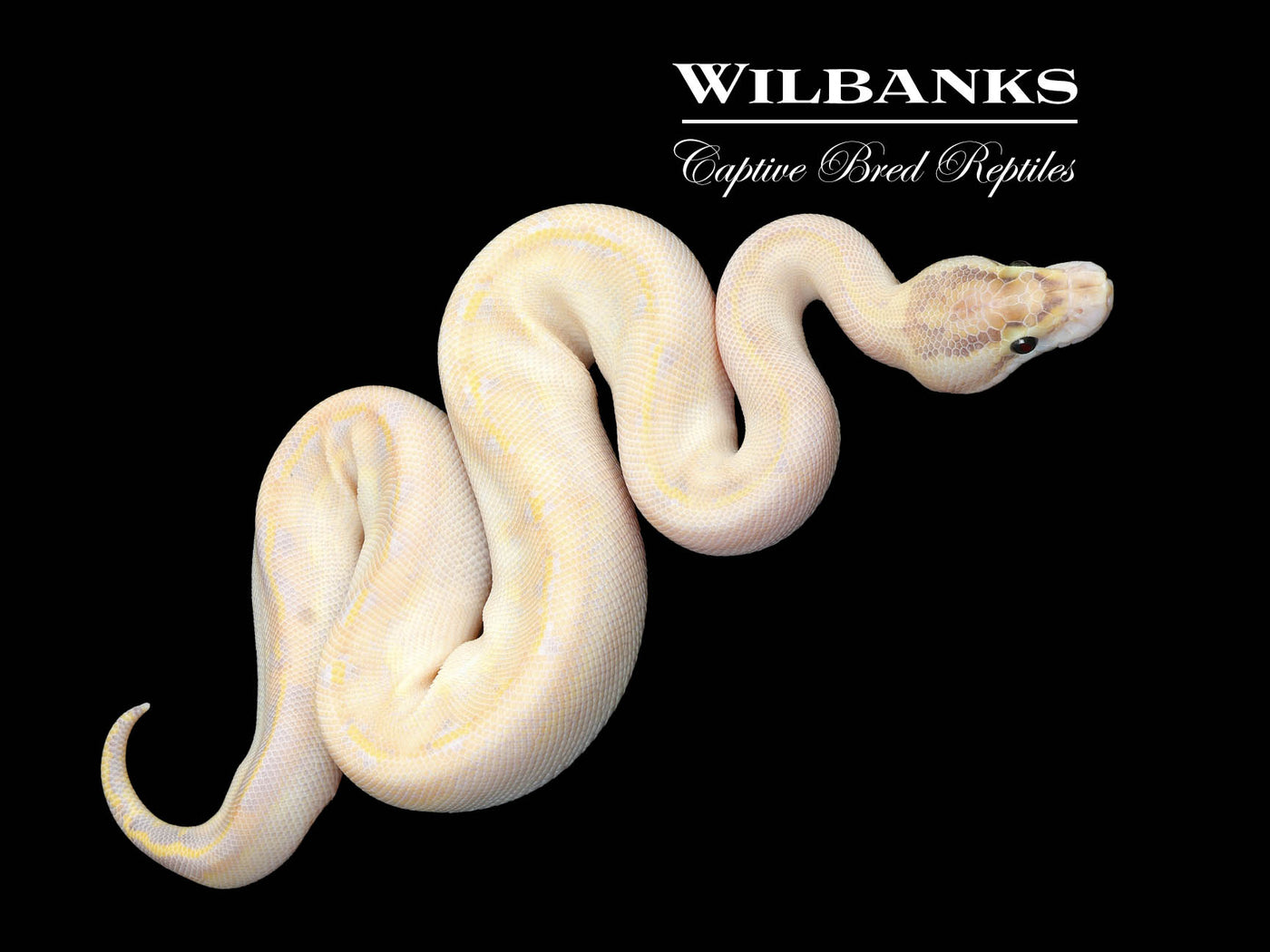 Ivory Ball Python ♀ '25