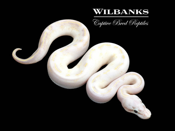 洋書 The Complete Ball Python Pied 100% Het. Lavender Albino Ball Python ♀ '25 – Wilbanks