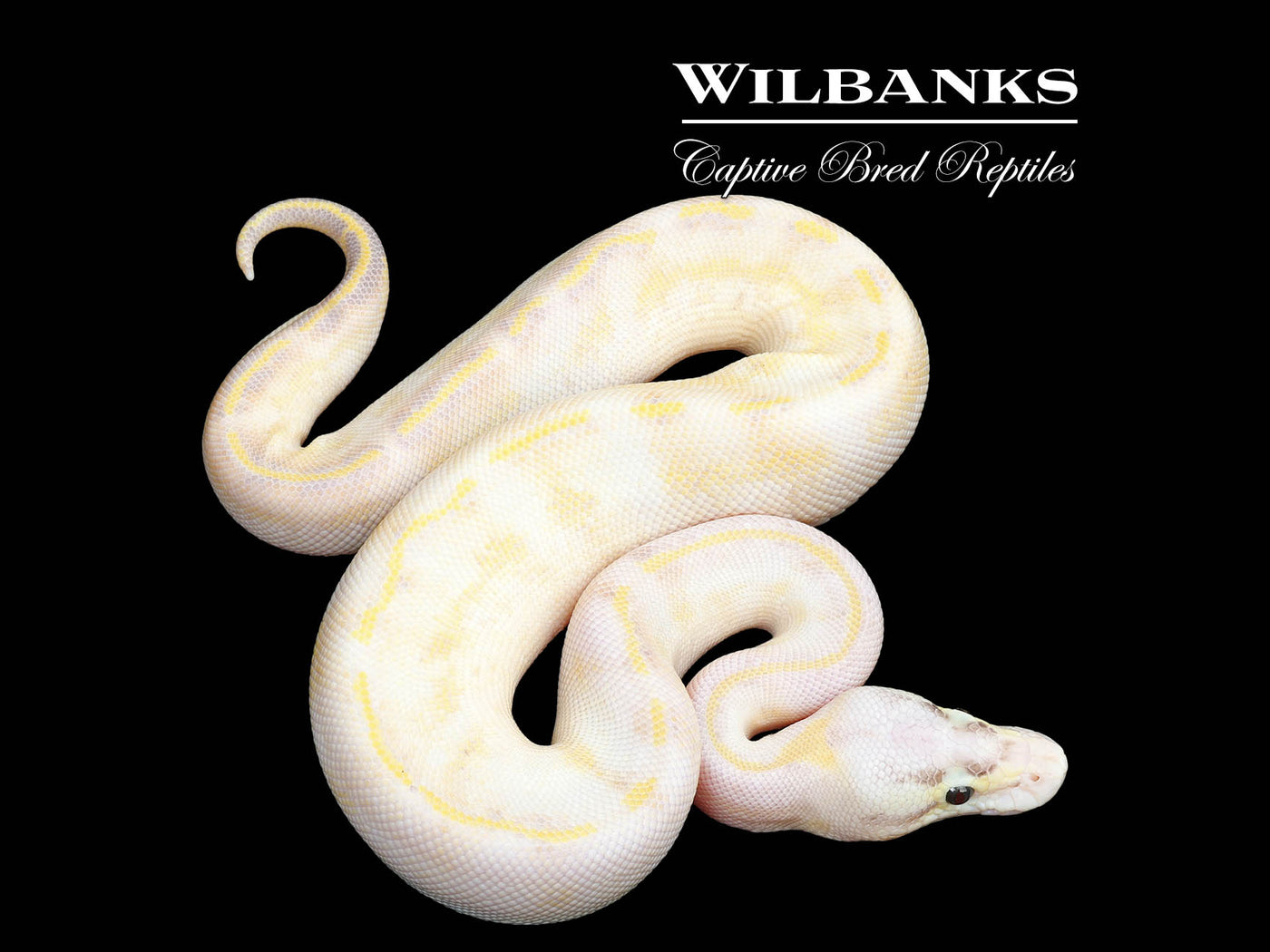 Pastel Ivory Ball Python ♀ '25