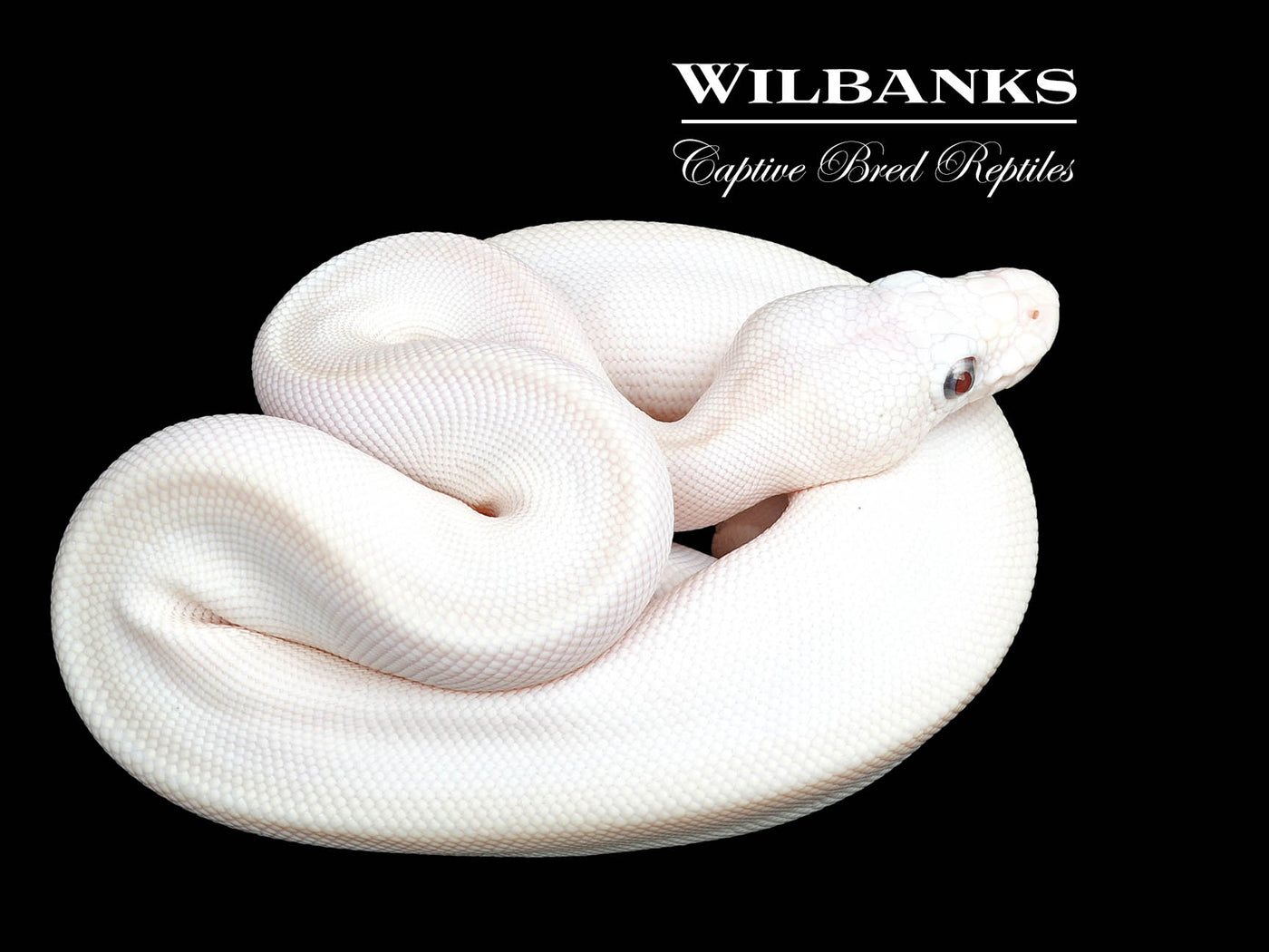 Blue Eyed Leucistic (Mojave Butter) Ball Python ♀ '25