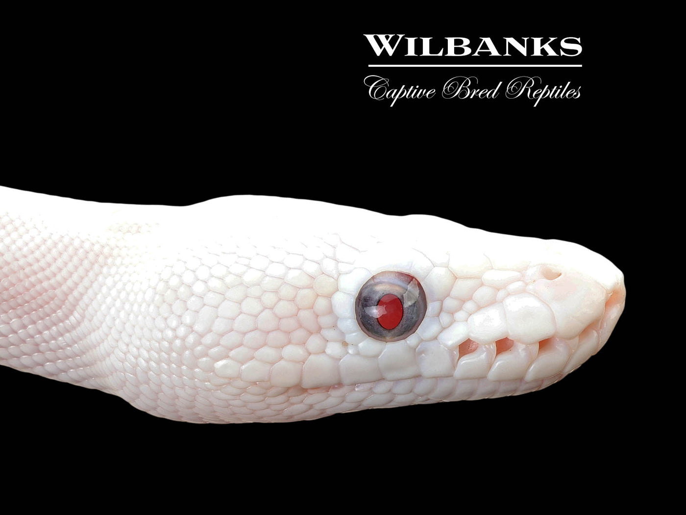 Blue Eyed Leucistic (Mojave Butter) Ball Python ♀ '25