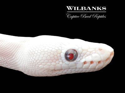 Blue Eyed Leucistic (Mojave Butter) Ball Python ♀ '25