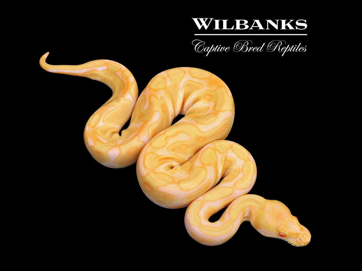 Albino Enchi Ball Python ♀ '25