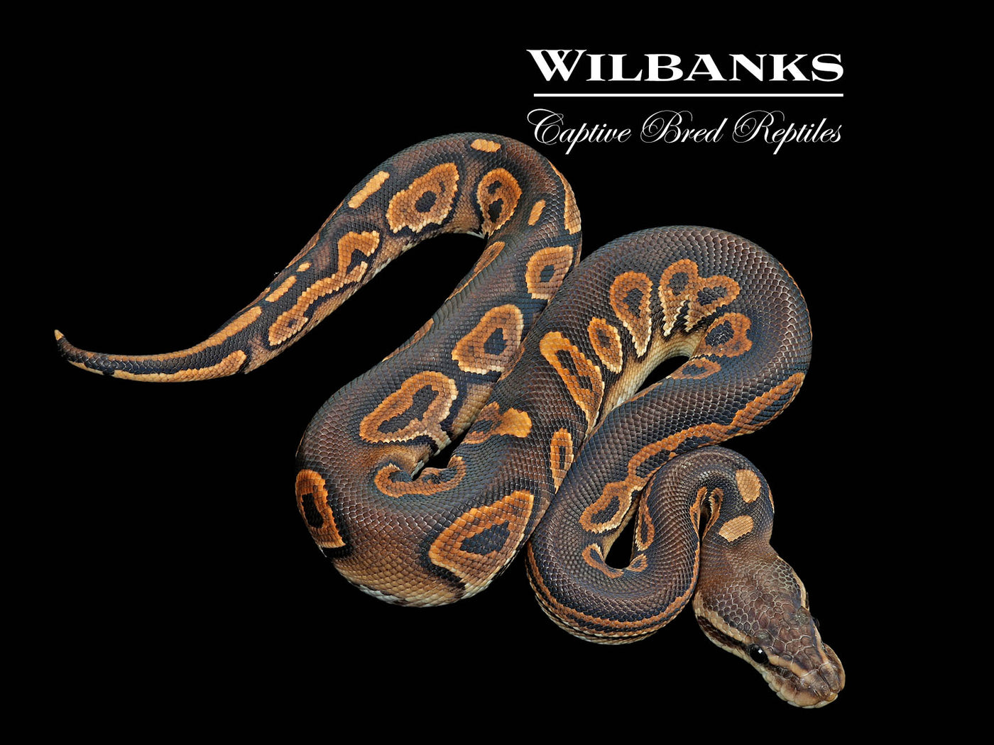 Blackhead Cinnamon 100% Het. Lavender Albino Ball Python ♂ '25
