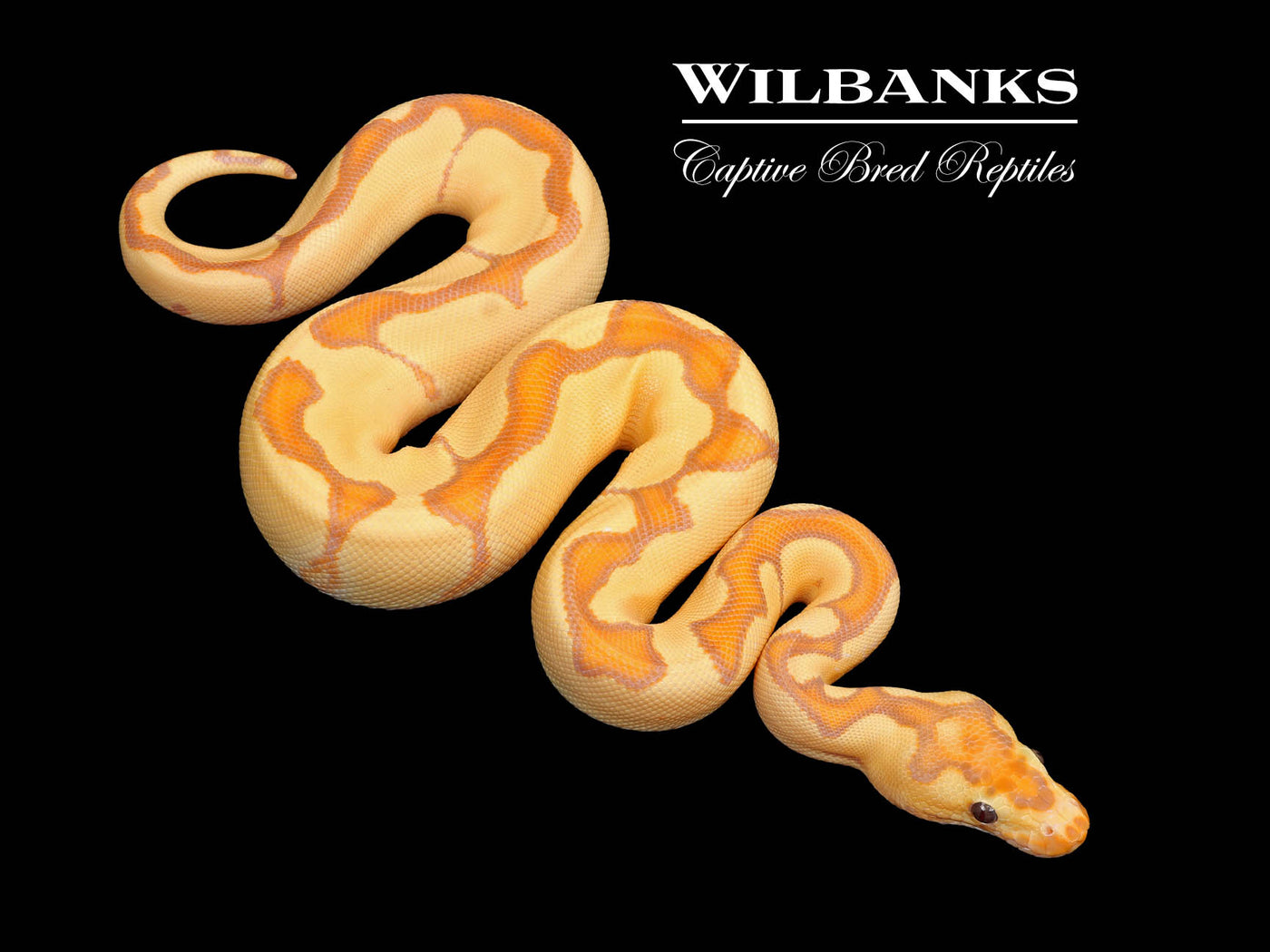 Banana Enchi Clown Ball Python ♀ '25