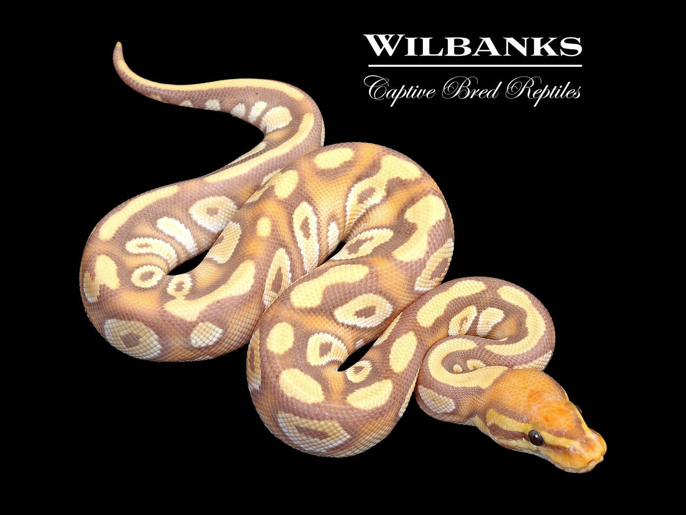Banana Mojave 100% Het. Clown Ball Python ♂ '25
