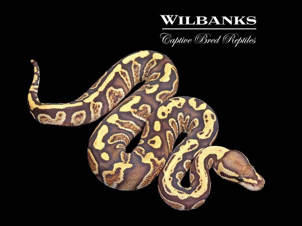 洋書 The Complete Ball Python The Complete Ball Python | NHBS Academic & Professional Books