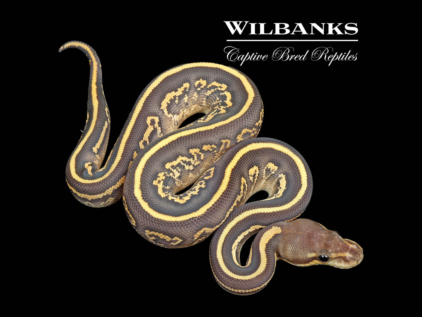 Black Fire Mojave 100% Het. Clown Ball Python ♀ '25
