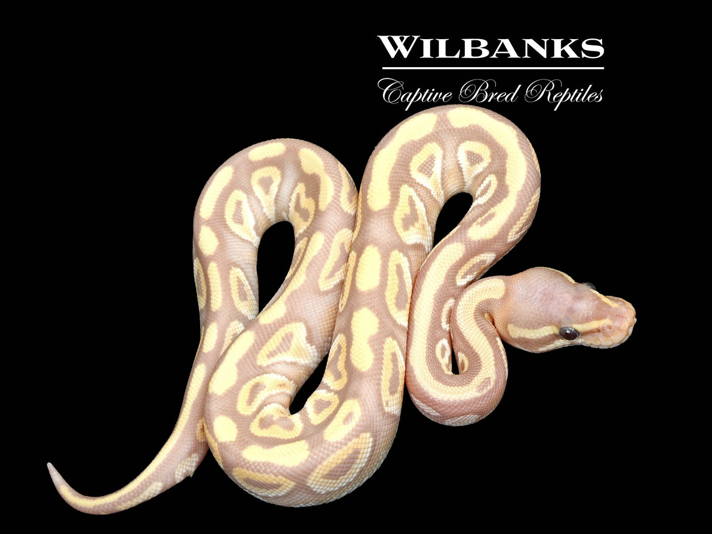 Banana Mojave Ball Python ♂ '25