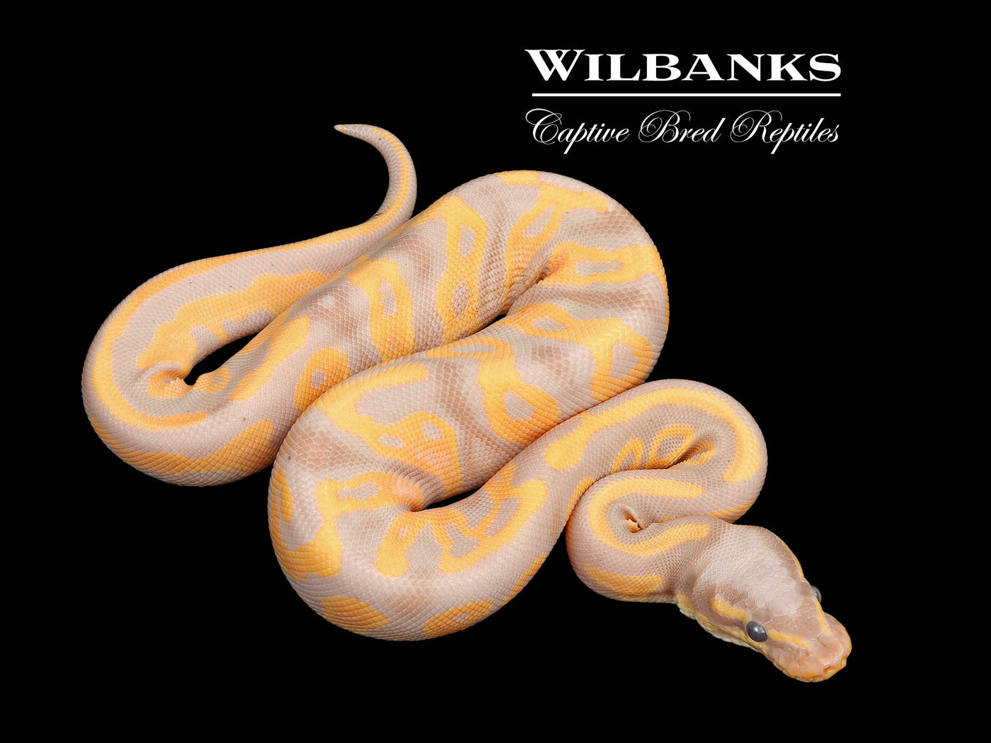 Banana Leopard Yellow Belly Ball Python ♂ '25