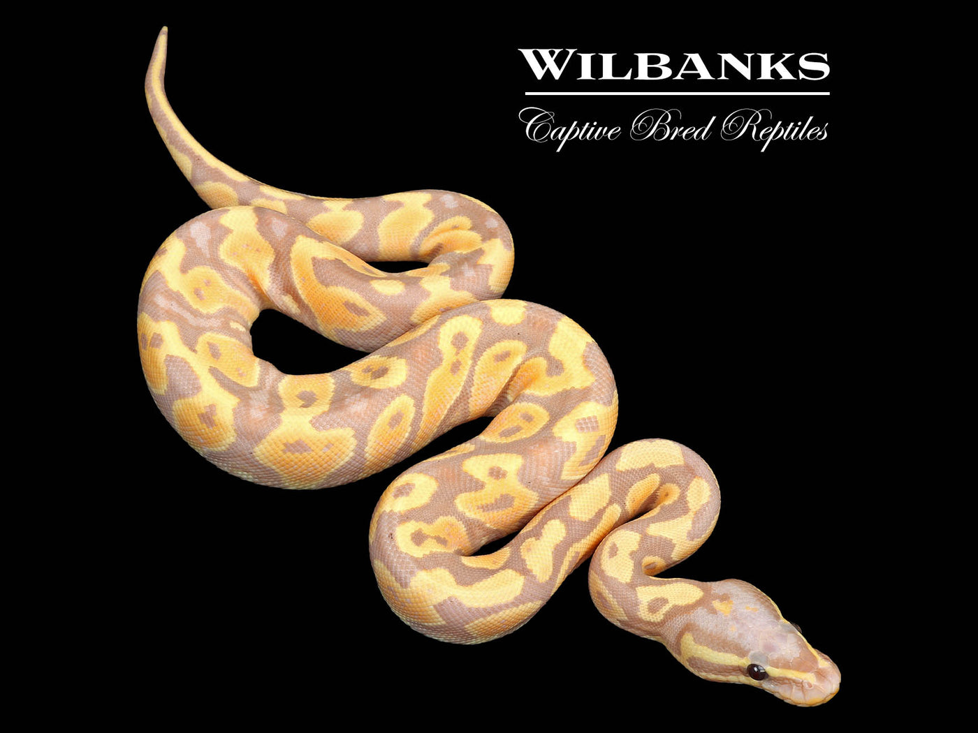 Banana Yellow Belly or Asphalt Ball Python ♀ '25