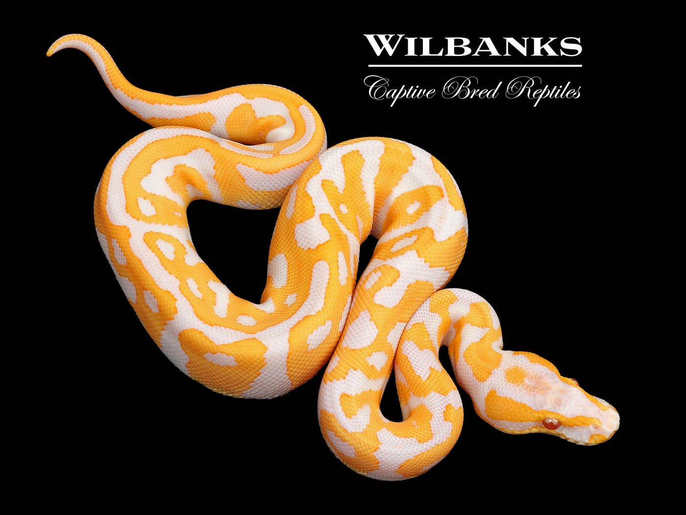 Lavender Leopard 100% Het. Clown Ball Python ♂ '25
