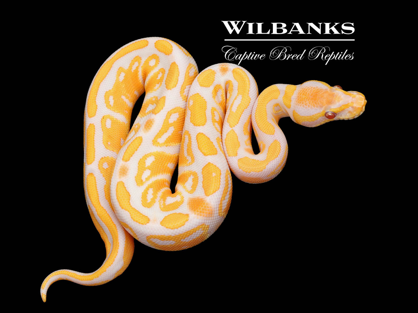 Lavender Albino 100% Het. Pied Ball Python ♀ '25