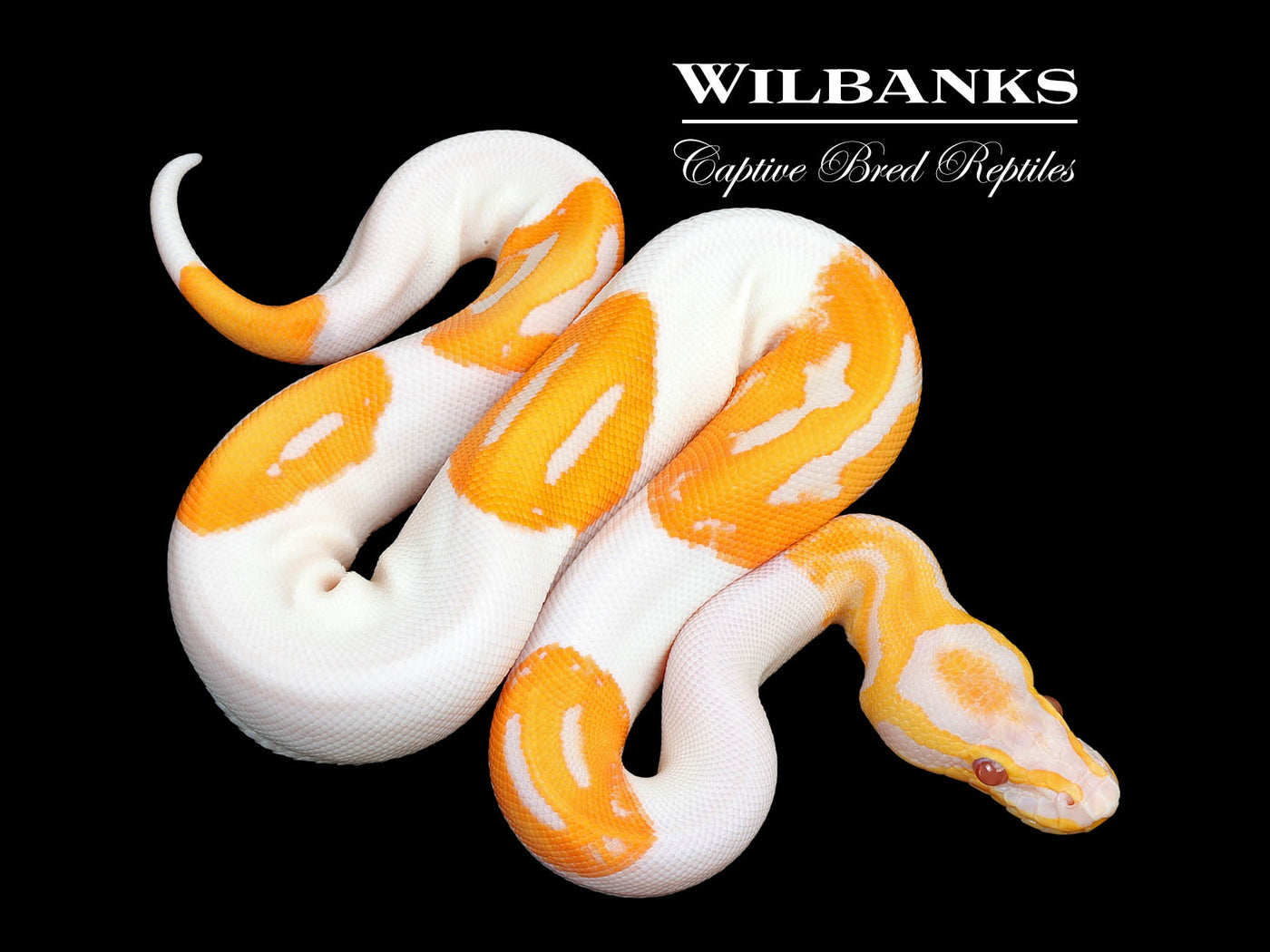 Dreamsicle Lavender Pied Ball Python ♀ '25