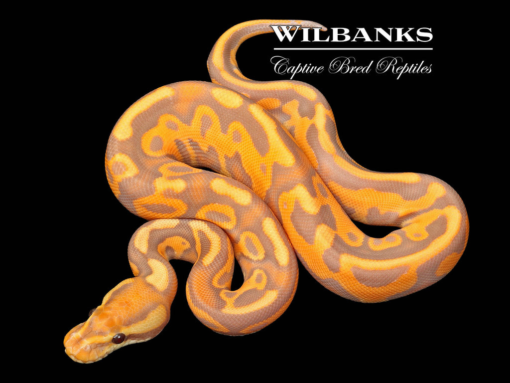 Banana Cinnamon Enchi Leopard Yellow Belly Ball Python