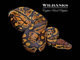 100% DH Lavender Clown Ball Python ♂ '26