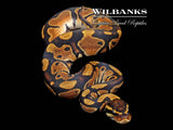 100% Het. Sunset Ball Python ♂ '26