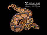 Sugar Ball Python ♀ '26